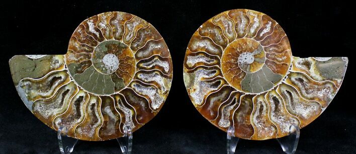 Polished Ammonite Pair - Million Years #21265